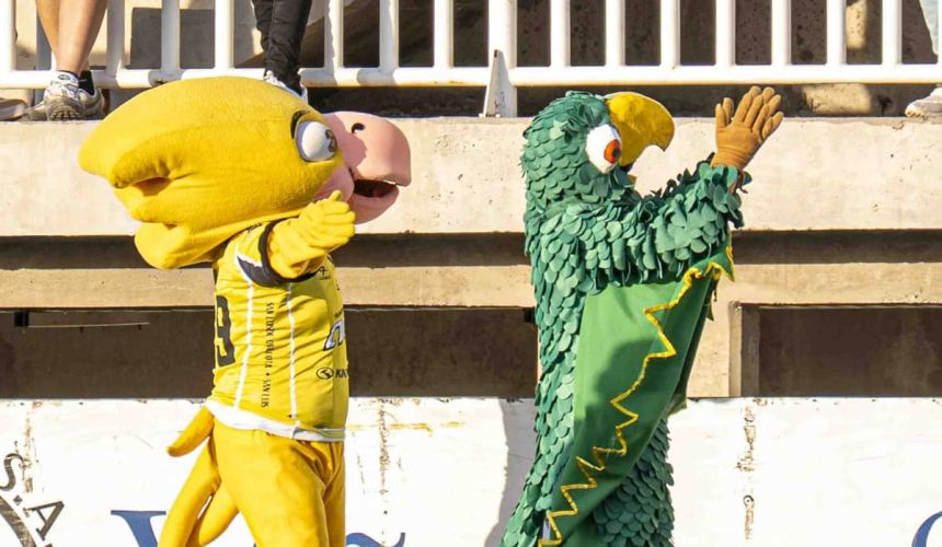 Ejemplar comportamiento de las mascotas en el fútbol