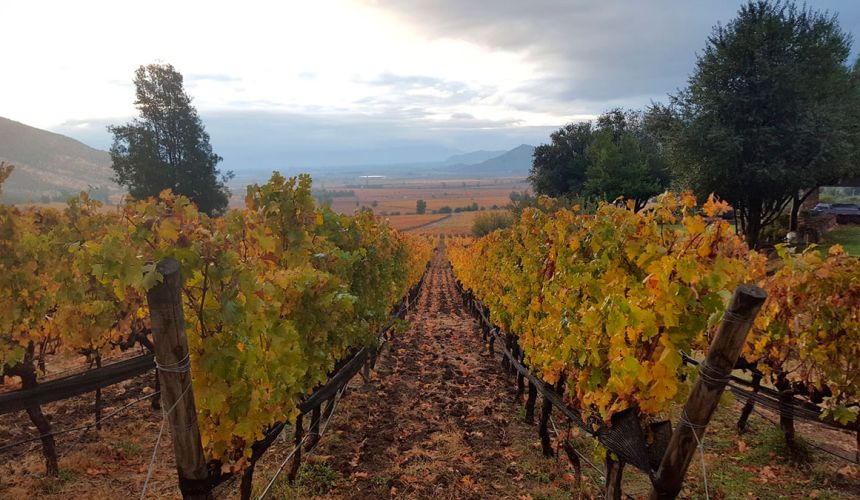 ¿Qué puedes comer en Rancagua durante el Mundial Sub 20? 3 valle cachapoal creditos vina san pedro prin min